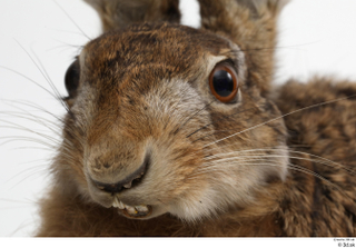 Hare  1 head 0013.jpg